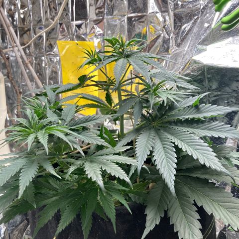 Pregnant Hooker growlog photo: No watering needed today! No Mouse