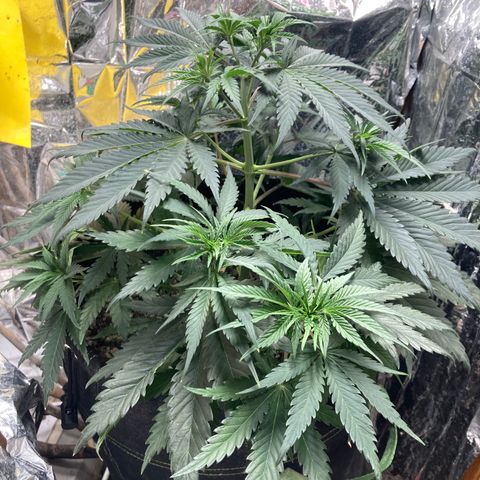 Pregnant Hooker growlog photo: No watering needed today! No Mouse