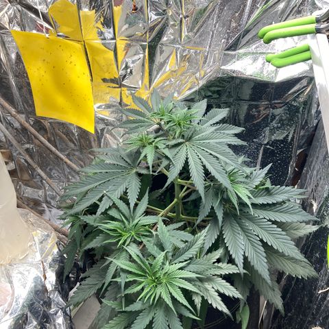 Pregnant Hooker growlog photo: No watering needed today! No Mouse