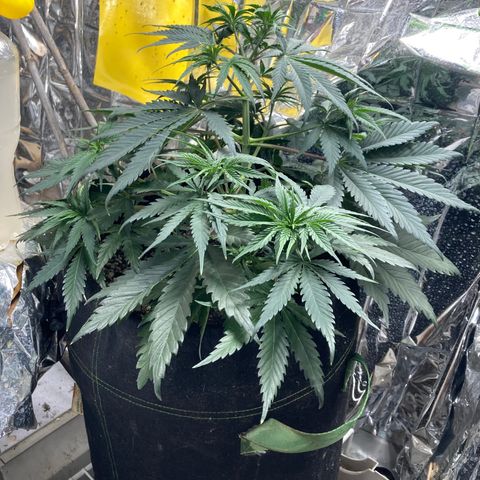 Pregnant Hooker growlog photo: All is well! Watered & fed for this week. No mouse.