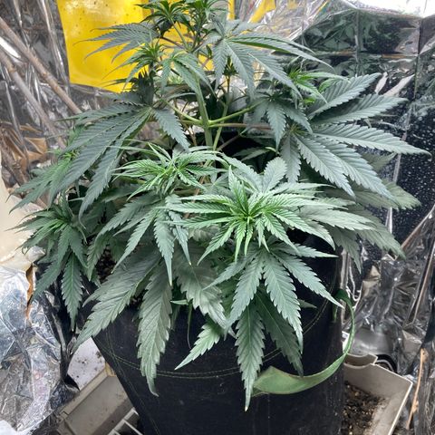 Pregnant Hooker growlog photo: All is well! Watered & fed for this week. No mouse.