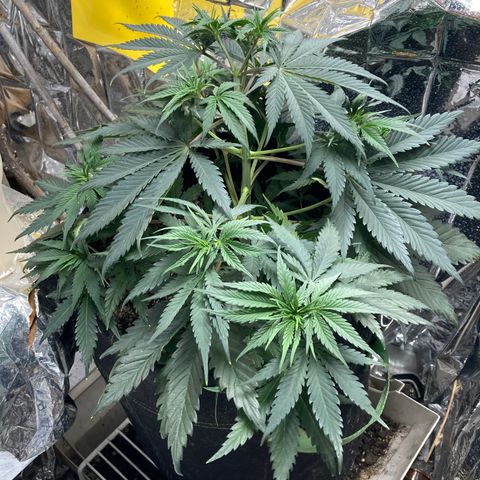 Pregnant Hooker growlog photo: All is well! Watered & fed for this week. No mouse.