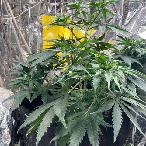 Pregnant Hooker growlog photo: Happy Hooker! And a third source of CO2....White Grape Peach Wine in frementation process.😂😂💚