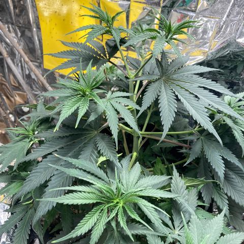 Pregnant Hooker growlog photo: Happy Hooker! And a third source of CO2....White Grape Peach Wine in frementation process.😂😂💚