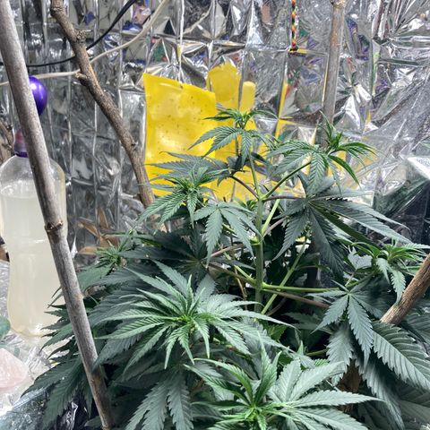 Pregnant Hooker growlog photo: She is 15.6 in tall