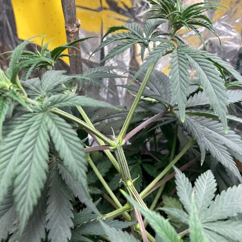 Pregnant Hooker growlog timeline photo