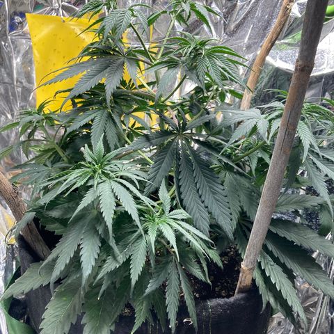 Pregnant Hooker growlog timeline photo