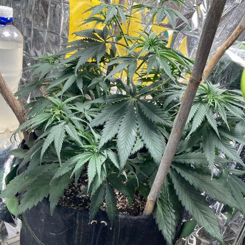 Pregnant Hooker growlog photo: Looking good. Starting to stretch a little. One more week until Flip!