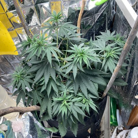 Pregnant Hooker growlog photo: Looking good. Starting to stretch a little. One more week until Flip!