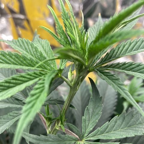 Pregnant Hooker growlog photo: Looking Great! Starting week 8 of Vege.