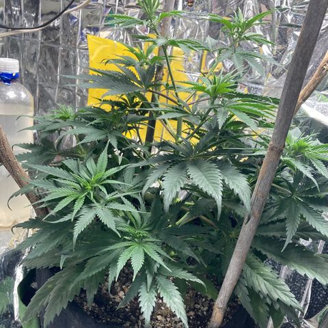 Pregnant Hooker growlog photo: Looking Great! Starting week 8 of Vege.