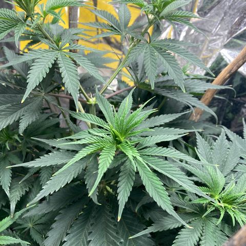 Pregnant Hooker growlog photo: Looking Great! Starting week 8 of Vege.