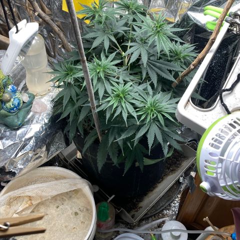 Pregnant Hooker growlog photo: Looking outstanding! Not thirsty yet Water tomorrow or Monday. Flip to Flower on Tuesday.