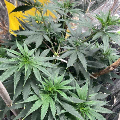 Pregnant Hooker growlog photo: Flip tomorrow! Full Moon in Leo! 