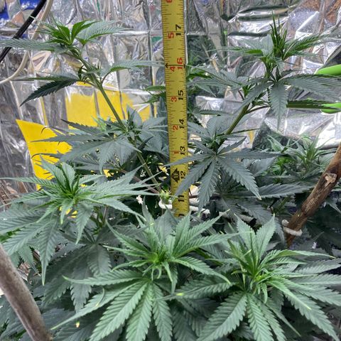 Pregnant Hooker growlog photo: Day 1, Week 1 Flower. 