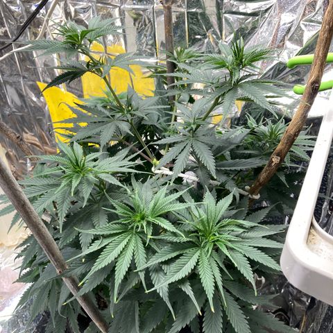 Pregnant Hooker growlog photo: Day 1, Week 1 Flower. 