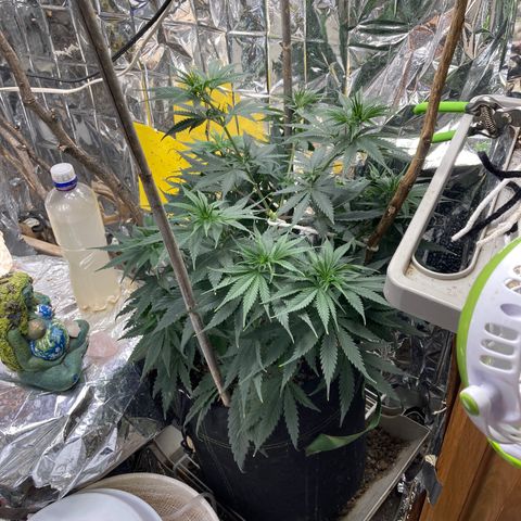 Pregnant Hooker growlog photo: Day 1, Week 1 Flower. 