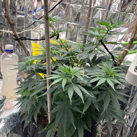 Pregnant Hooker growlog photo: Day 2, Week 1 in flower. Waiting for it to stretch!