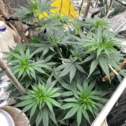 Pregnant Hooker growlog photo: Day 2, Week 1 in flower. Waiting for it to stretch!
