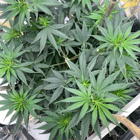 Pregnant Hooker growlog photo: Day 3, Week 1 of Flower.
