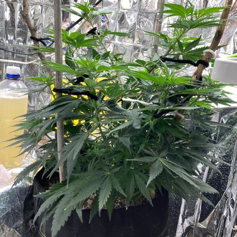 Pregnant Hooker growlog photo: Day 3, Week 1 of Flower.