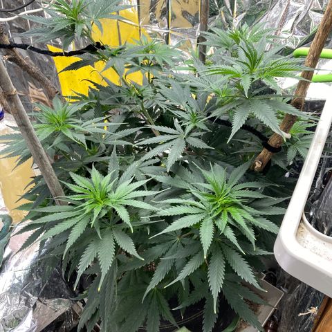 Pregnant Hooker growlog photo: Day 3, Week 1 of Flower.
