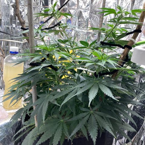 Pregnant Hooker growlog photo: Week one, Day three. Looking good! I topped three branches.