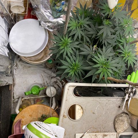 Pregnant Hooker growlog photo: Week one, Day three. Looking good! I topped three branches.