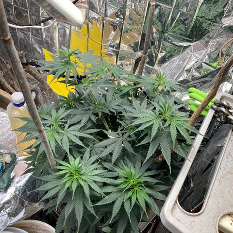 Pregnant Hooker growlog photo: Looking great. Pocket mouse caught in green trap by the door.