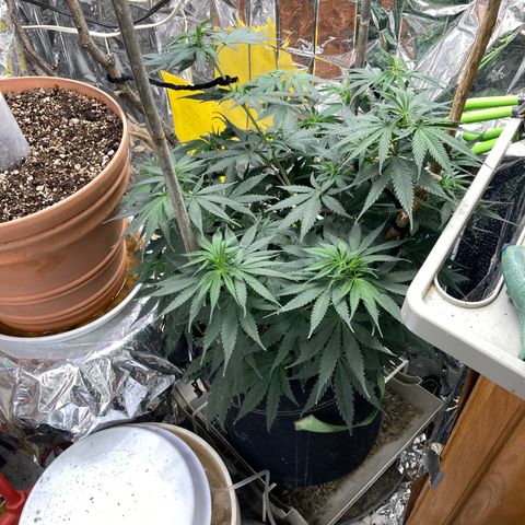 Pregnant Hooker growlog photo: She  is slow to stretch. Must be making a massive rootball. Recovering from second topping. Tied down branches to make light available to plant center.