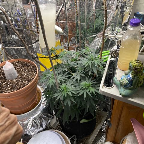 Pregnant Hooker growlog photo: She  is slow to stretch. Must be making a massive rootball. Recovering from second topping. Tied down branches to make light available to plant center.