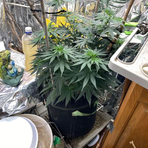 Pregnant Hooker growlog timeline photo