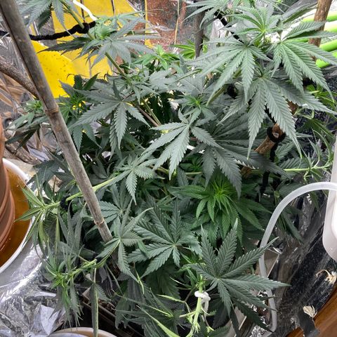 Pregnant Hooker growlog photo: Soft trainging