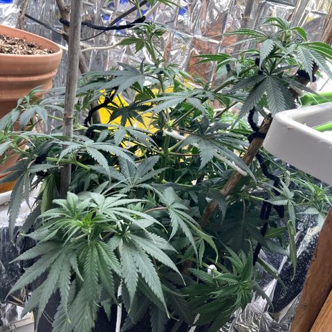 Pregnant Hooker growlog photo: Watered starting to stretch.