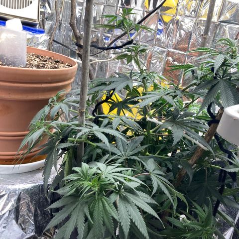 Pregnant Hooker growlog photo: Happy after watering.