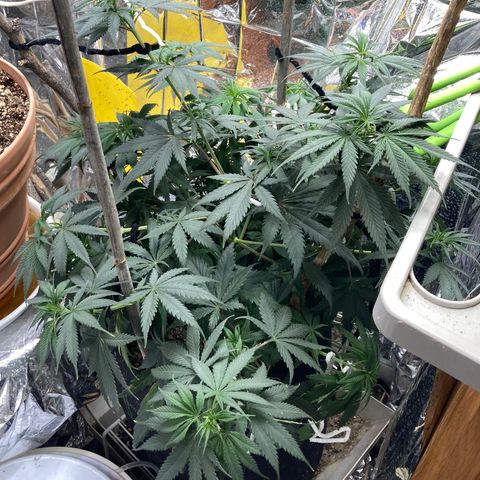 Pregnant Hooker growlog photo: Happy after watering.