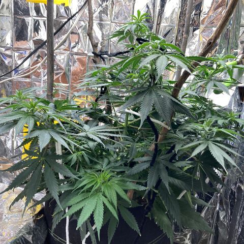 Pregnant Hooker growlog photo: Looking good. Stretching wide instead of tall due to low stress training opening up the core of the plant to light and air movement.