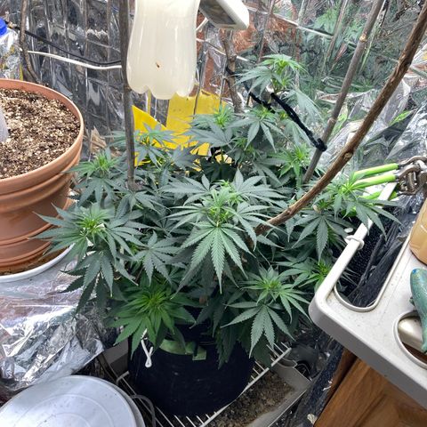 Pregnant Hooker growlog photo: Looking good. Stretching wide instead of tall due to low stress training opening up the core of the plant to light and air movement.