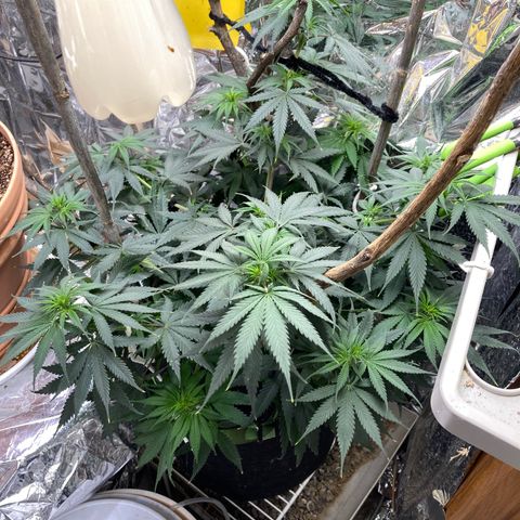 Pregnant Hooker growlog timeline photo