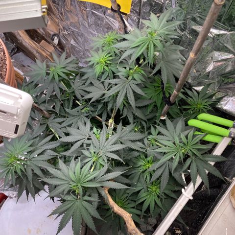 Pregnant Hooker growlog photo: Starting to form bud nodes and still stretching!
