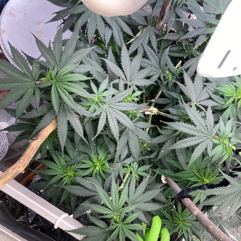 Pregnant Hooker growlog photo: Starting to form bud nodes and still stretching!