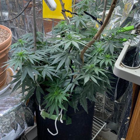 Pregnant Hooker growlog photo: Starting to form bud nodes and still stretching!