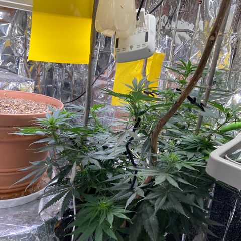 Pregnant Hooker growlog timeline photo