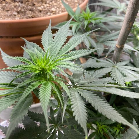 Pregnant Hooker growlog photo: Full of Bud Sites and some hairs are formimg. Slow to stretch very tall but is wide due to soft stress training.