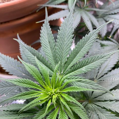 Pregnant Hooker growlog photo: Full of Bud Sites and some hairs are formimg. Slow to stretch very tall but is wide due to soft stress training.