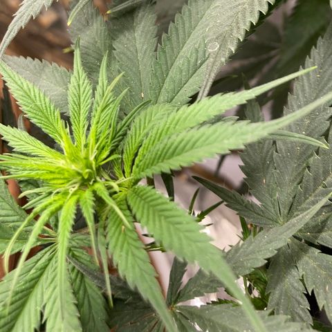 Pregnant Hooker growlog photo: Hairs starting to form. Stretch is not what I was warned about.