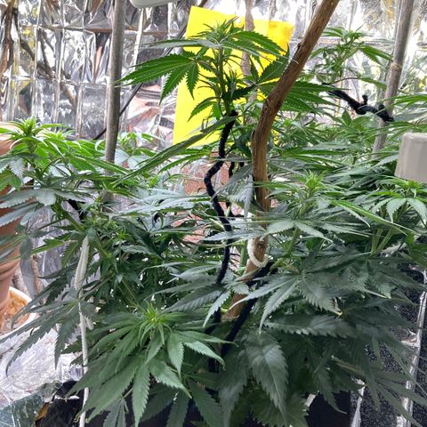 Pregnant Hooker growlog photo: Hairs starting to form. Stretch is not what I was warned about.