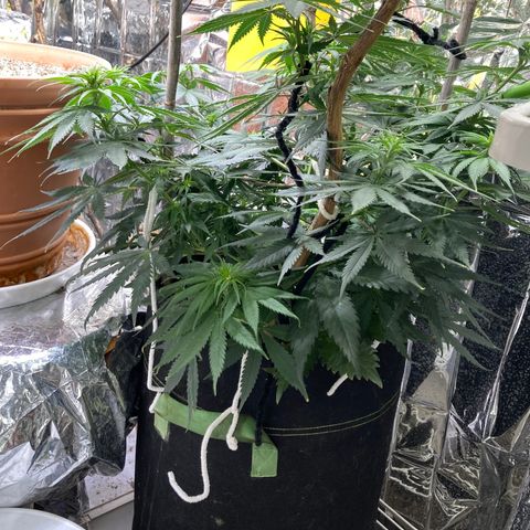 Pregnant Hooker growlog photo: Hairs starting to form. Stretch is not what I was warned about.