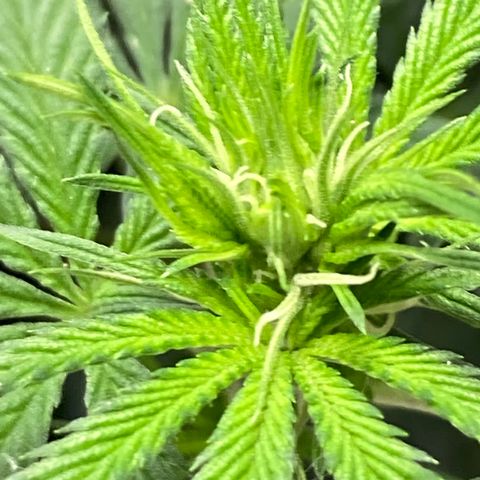 Pregnant Hooker growlog timeline photo