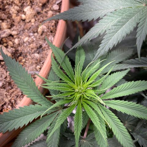 Pregnant Hooker growlog photo: Bud sites all over the plant! Leaves show Sativa traits in leaf shape, long & skinny.